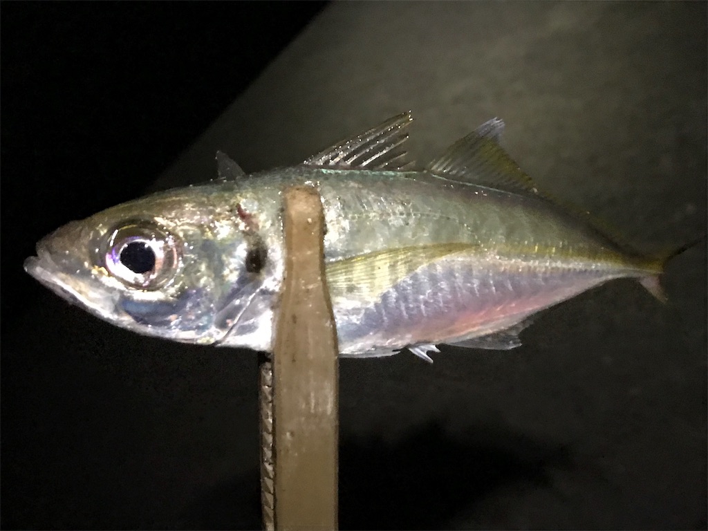 f:id:esojima3:20190821225247j:image