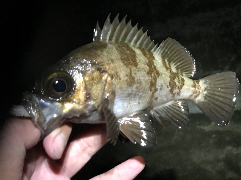 f:id:esojima3:20190824000317j:image