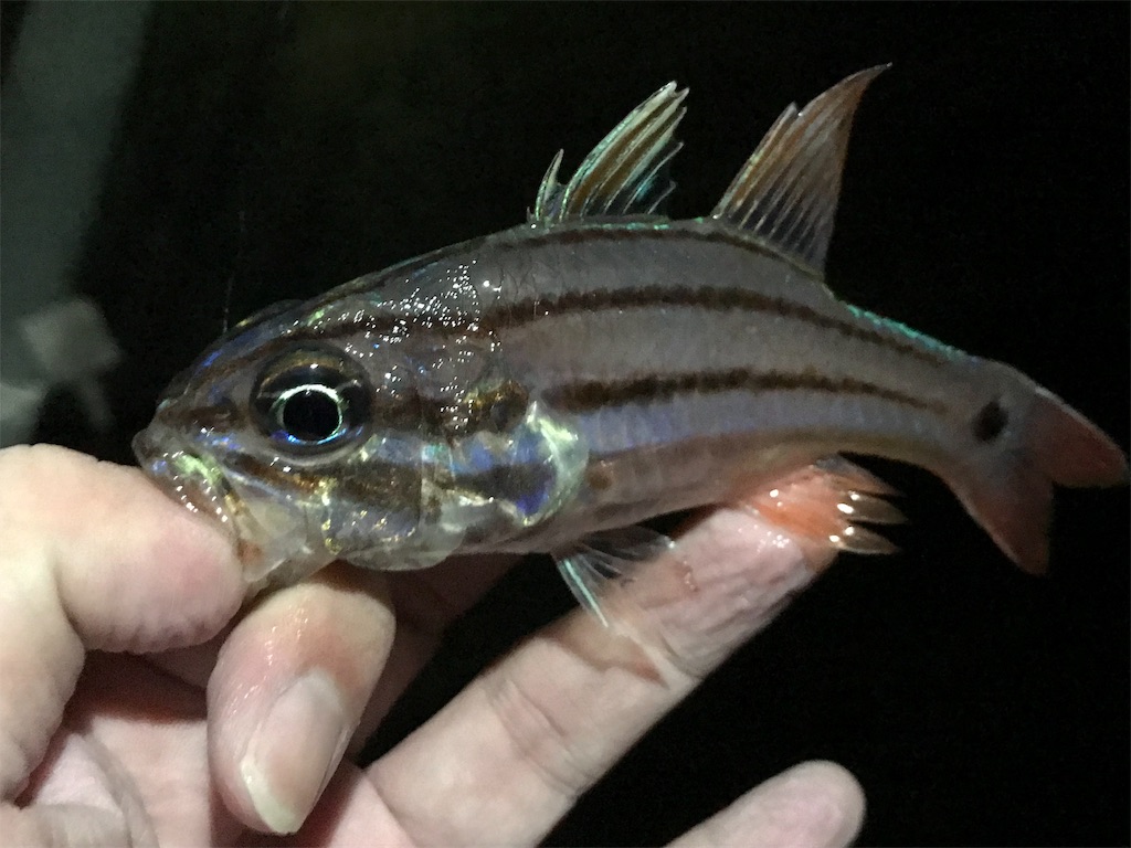 f:id:esojima3:20190901021020j:image