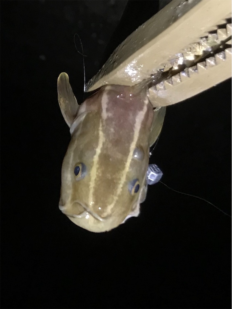 f:id:esojima3:20190901080441j:image