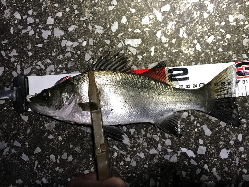 f:id:esojima3:20190902232509j:image