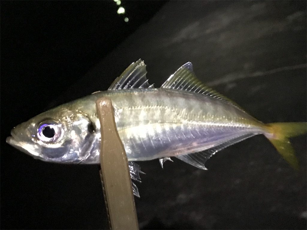 f:id:esojima3:20190902233236j:image