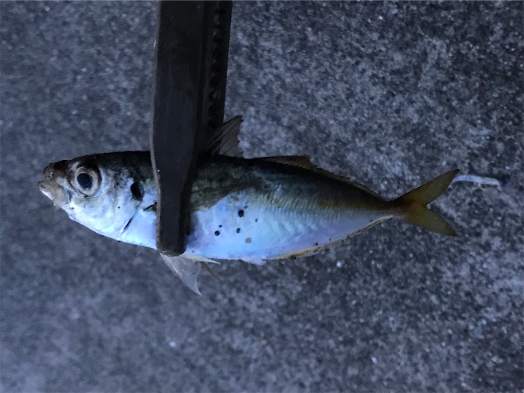f:id:esojima3:20190903222433j:image f:id:esojima3:20190903222433j:image