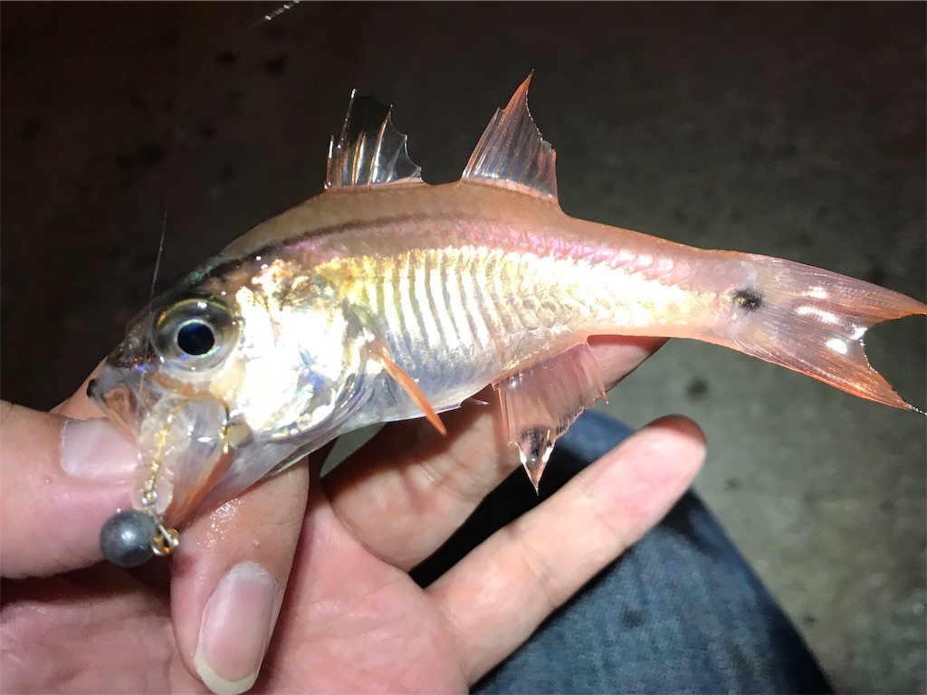 f:id:esojima3:20190917233537j:image