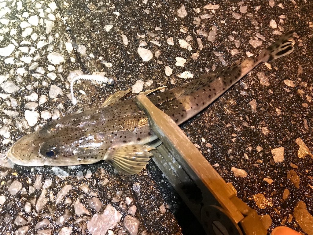 f:id:esojima3:20190920222007j:image f:id:esojima3:20190920222007j:image