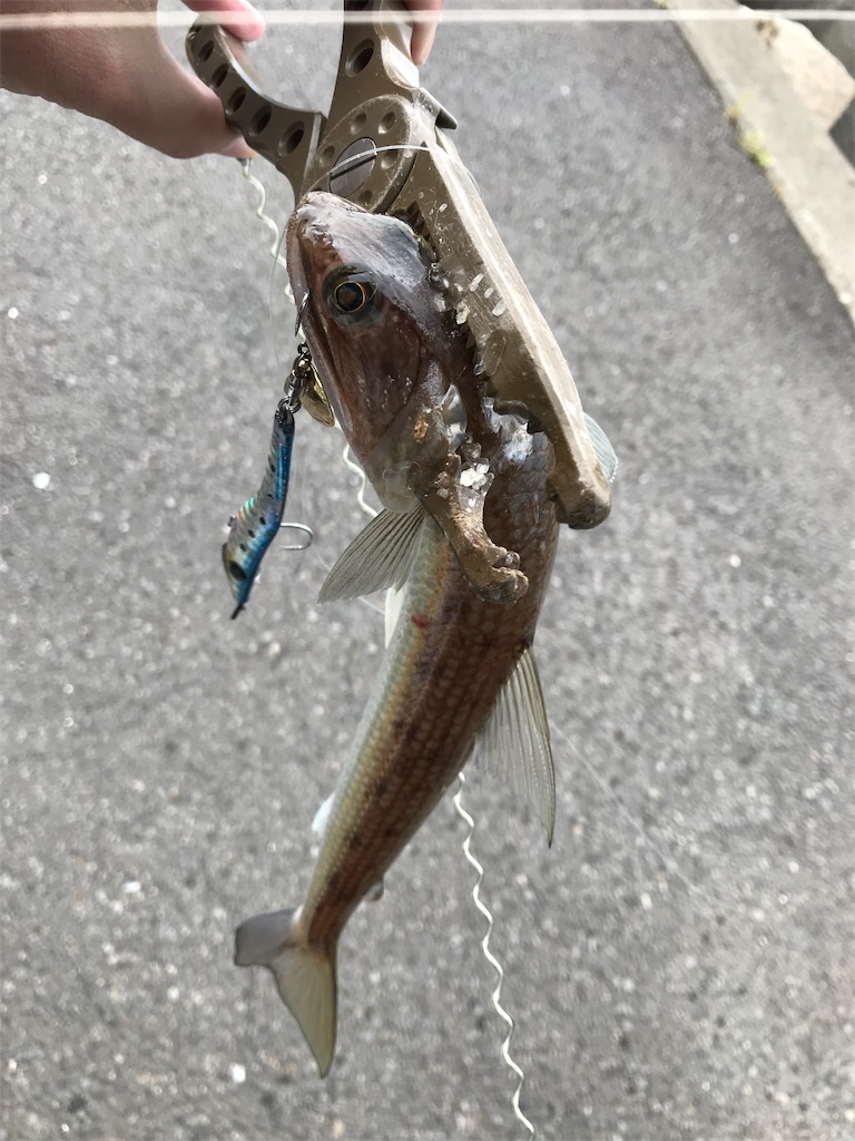 f:id:esojima3:20190925173515j:image