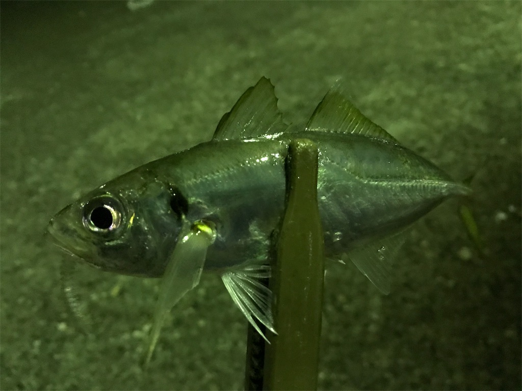 f:id:esojima3:20190925232216j:image