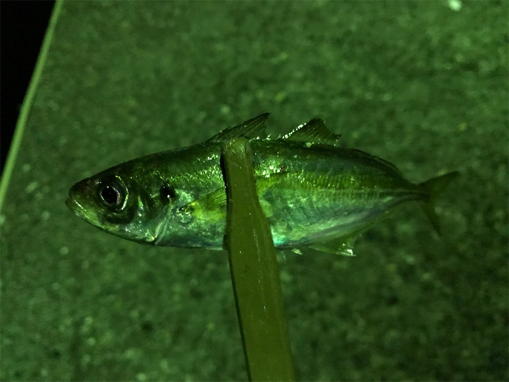 f:id:esojima3:20190925232242j:image