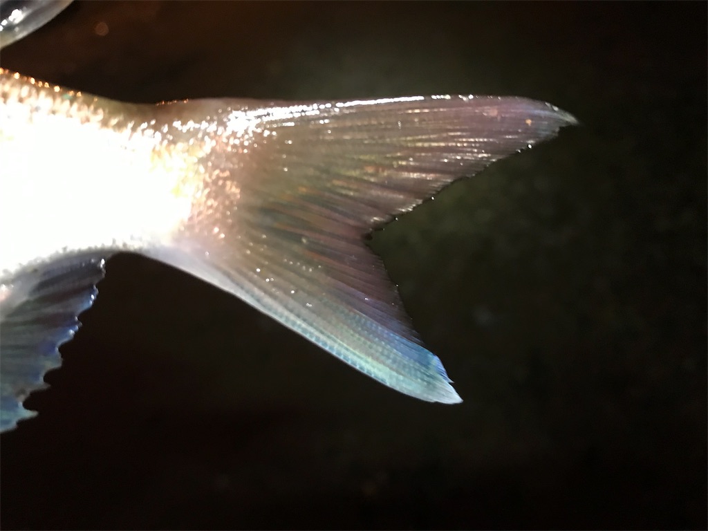 f:id:esojima3:20190925233236j:image