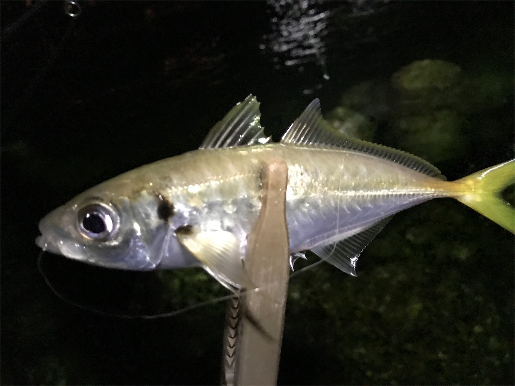 f:id:esojima3:20191007225646j:image