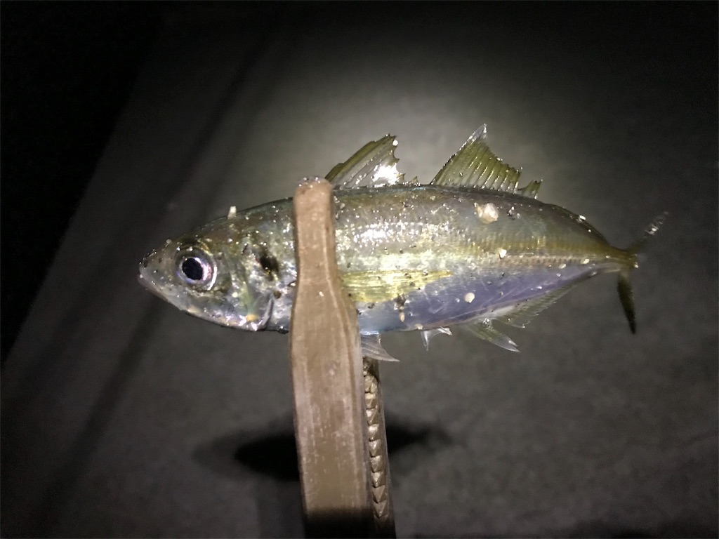 f:id:esojima3:20191104031733j:image