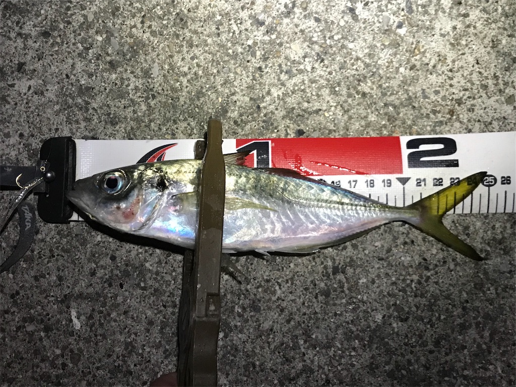 f:id:esojima3:20191111213134j:image