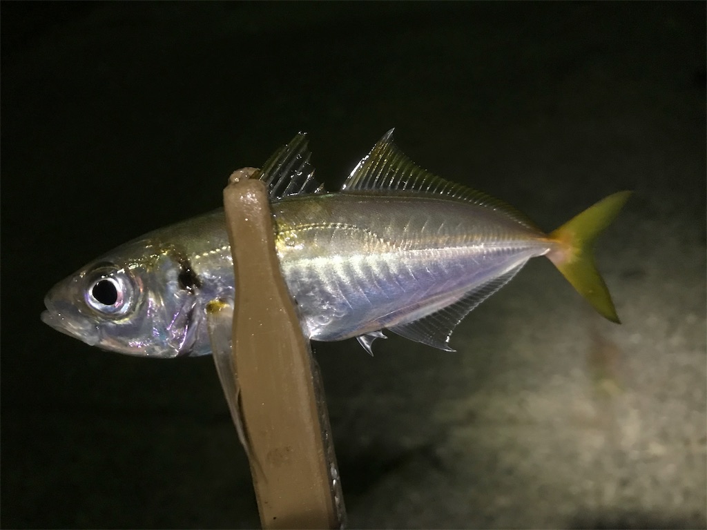 f:id:esojima3:20191112234101j:image
