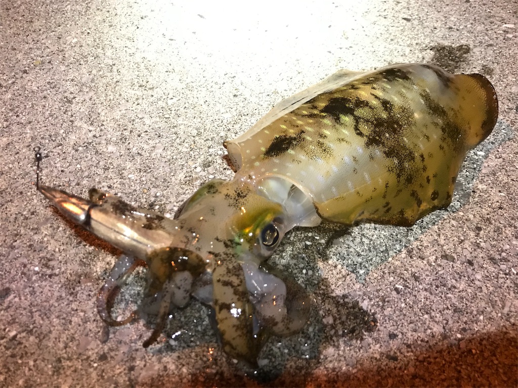 f:id:esojima3:20191116120930j:image