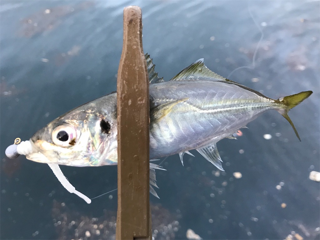 f:id:esojima3:20191125213949j:image