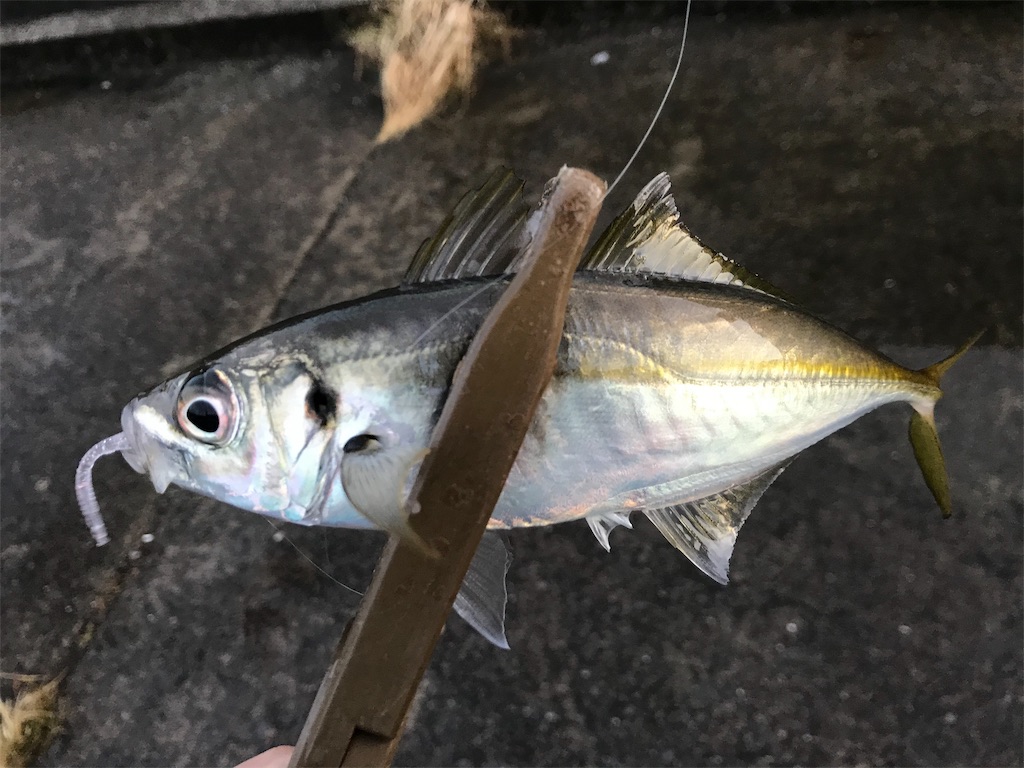 f:id:esojima3:20191125214113j:image