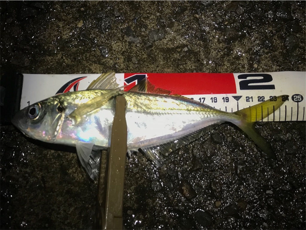 f:id:esojima3:20191125214309j:image