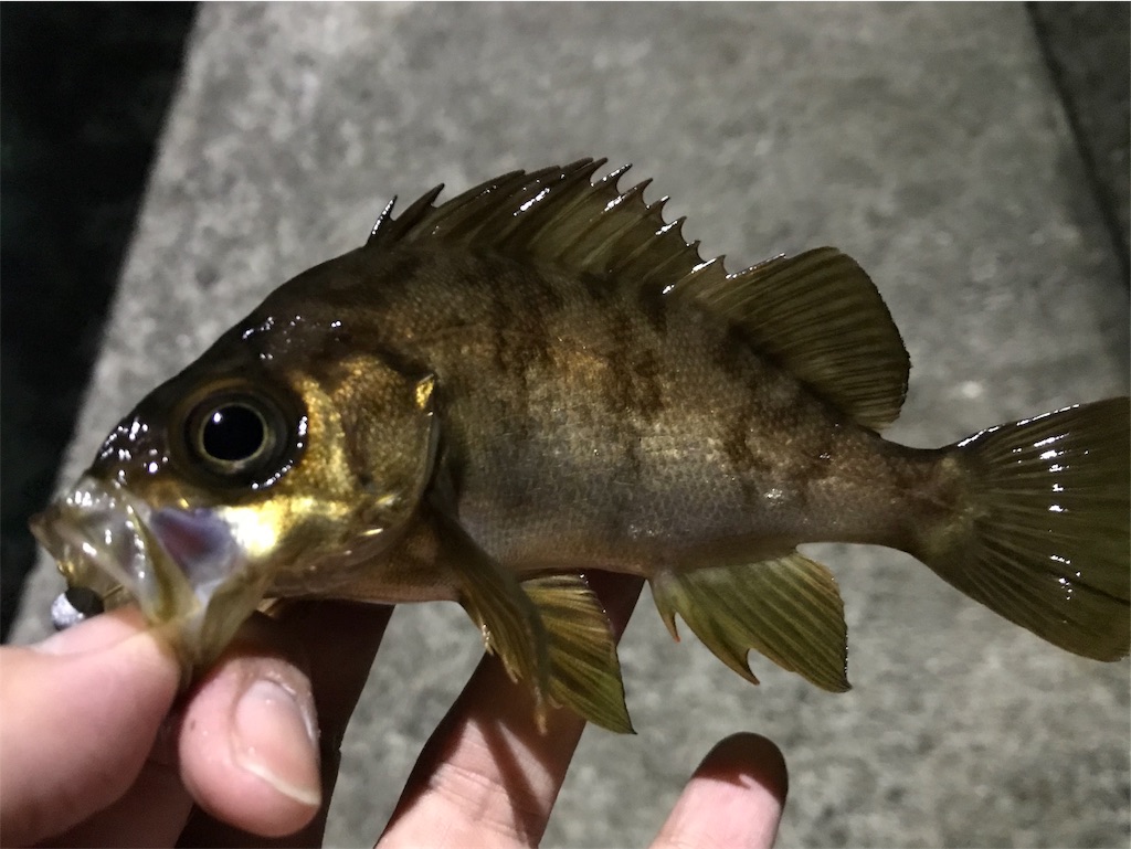 f:id:esojima3:20191201011022j:image