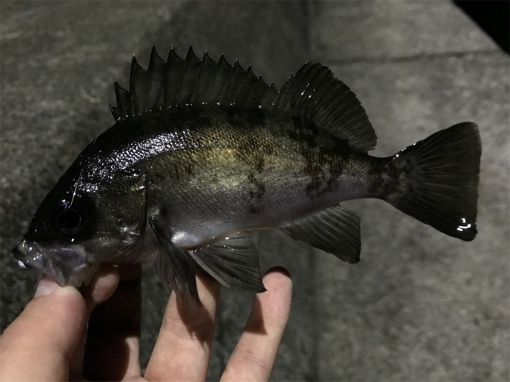 f:id:esojima3:20191201011026j:image