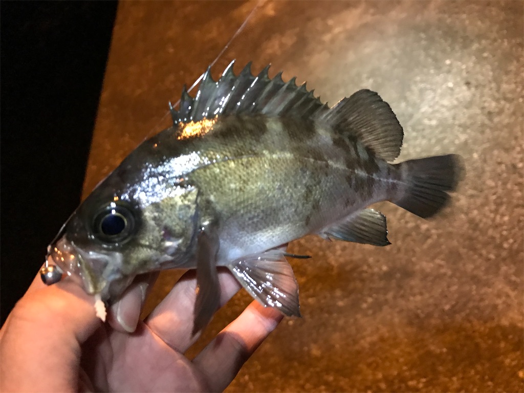 f:id:esojima3:20191203225453j:image f:id:esojima3:20191203225453j:image