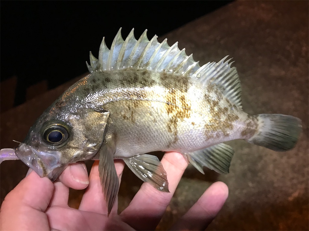 f:id:esojima3:20191203230039j:image f:id:esojima3:20191203230039j:image