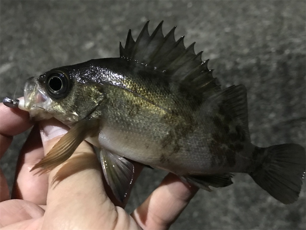 f:id:esojima3:20191203230717j:image f:id:esojima3:20191203230717j:image