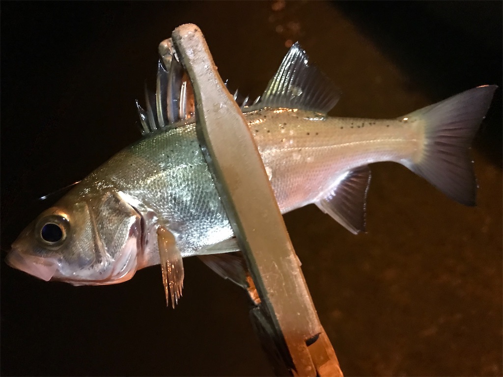 f:id:esojima3:20191205231557j:image