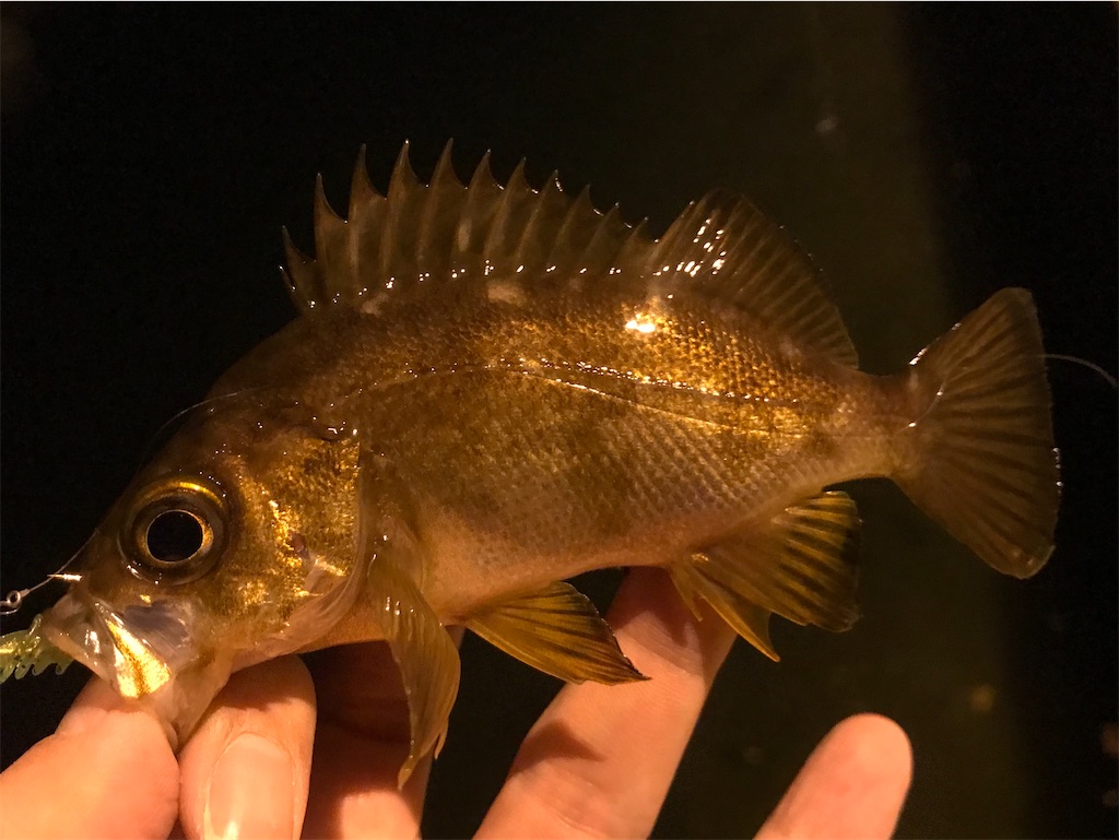 f:id:esojima3:20191205231647j:image