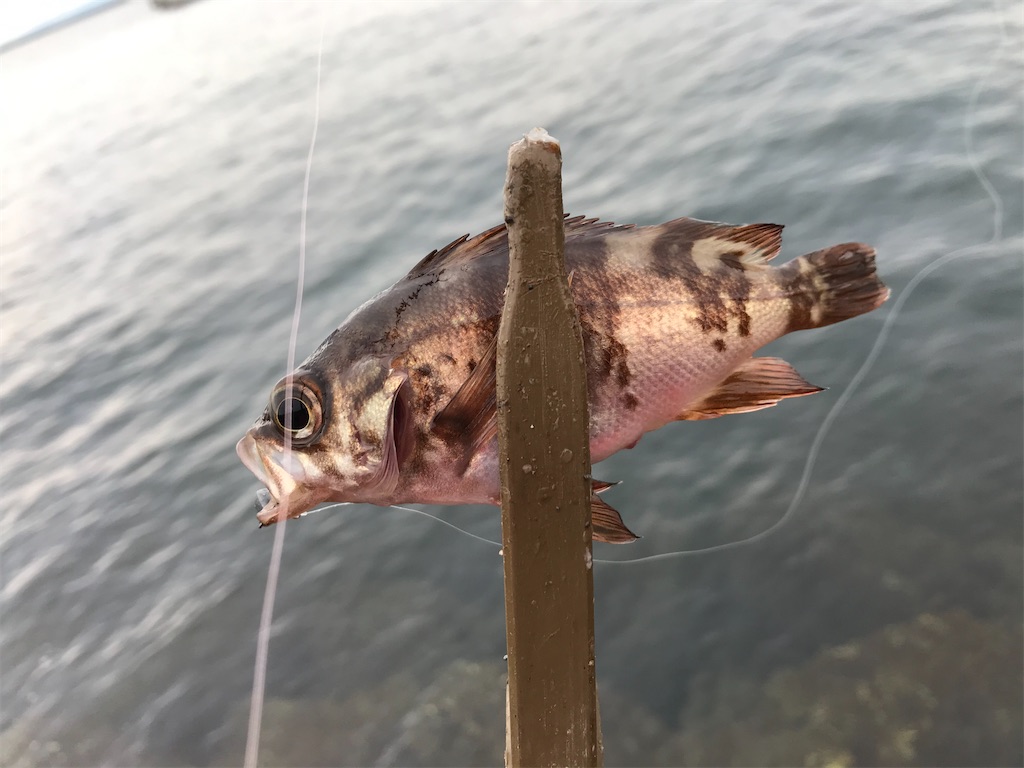 f:id:esojima3:20191207150322j:image f:id:esojima3:20191207150322j:image