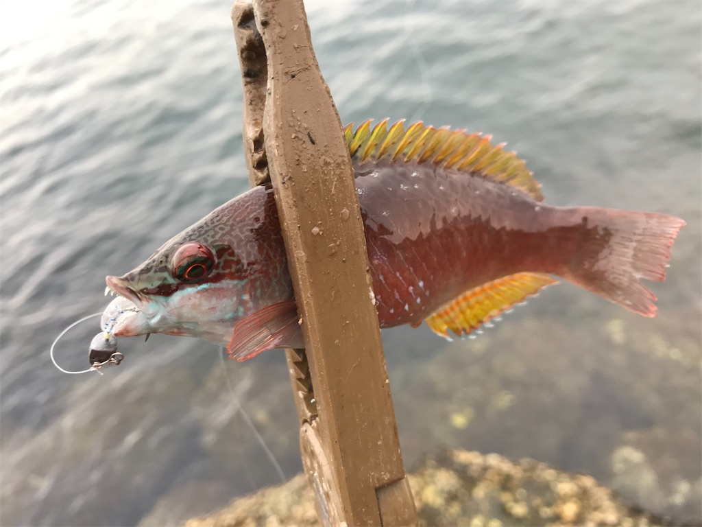 f:id:esojima3:20191207150425j:image f:id:esojima3:20191207150425j:image