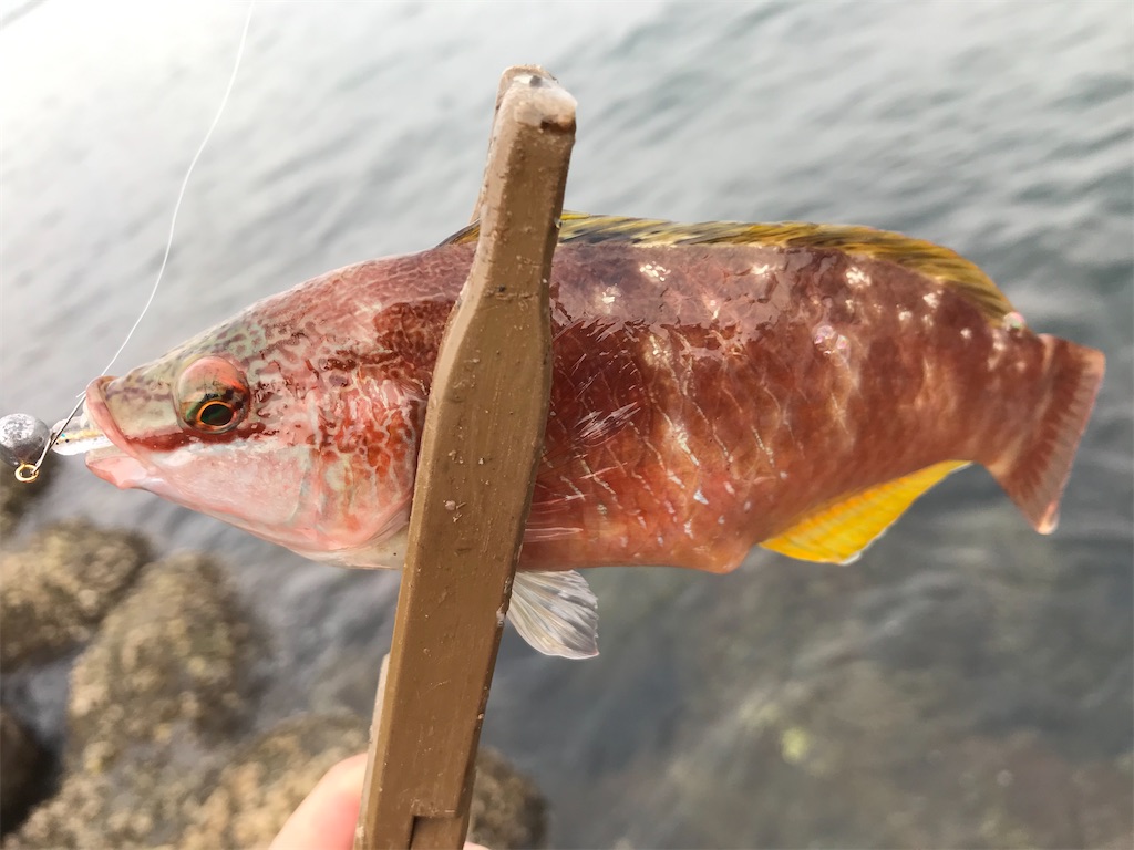 f:id:esojima3:20191207174220j:image f:id:esojima3:20191207174220j:image