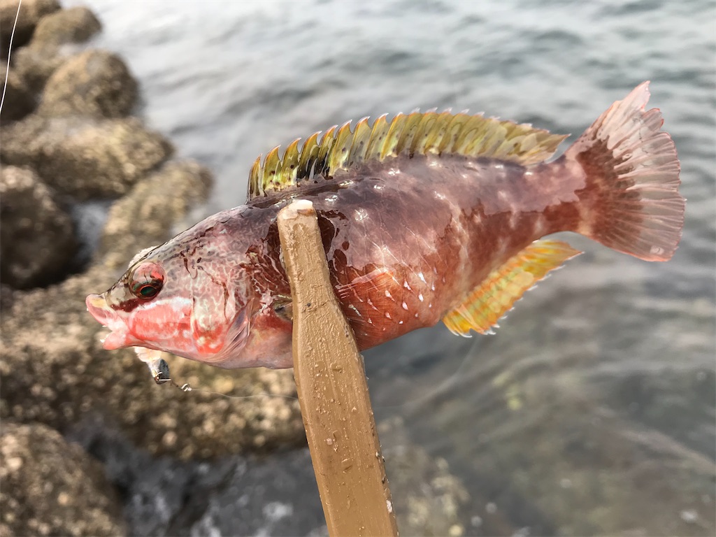 f:id:esojima3:20191207174224j:image f:id:esojima3:20191207174224j:image