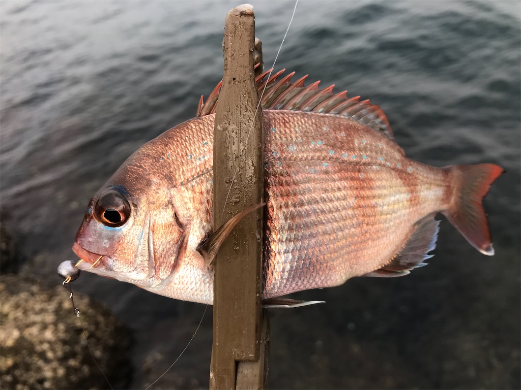f:id:esojima3:20191207174228j:image f:id:esojima3:20191207174228j:image