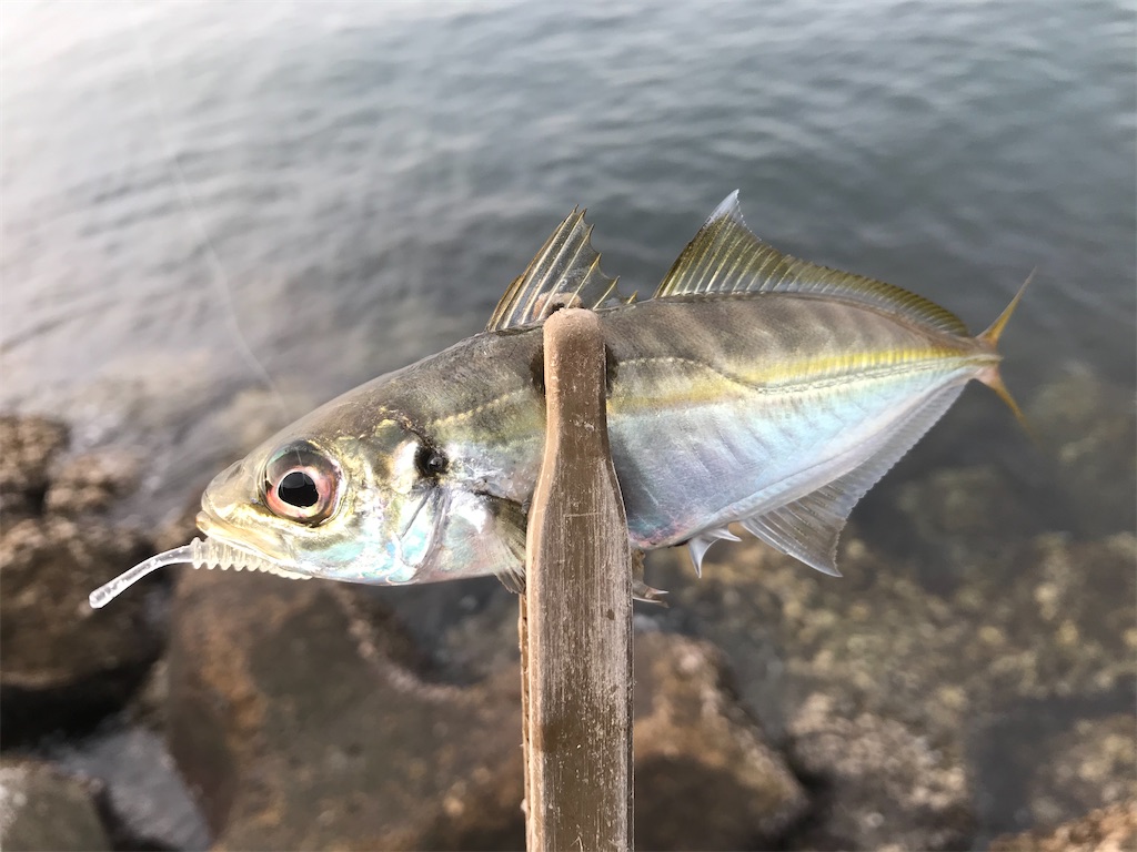 f:id:esojima3:20191210222137j:image