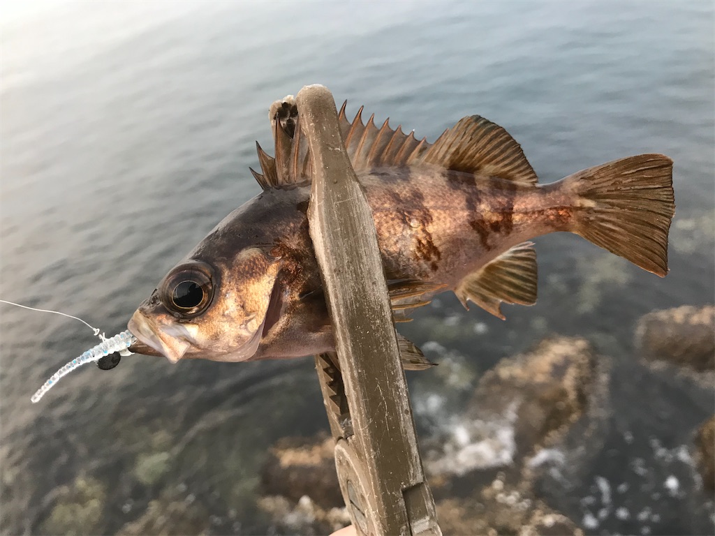 f:id:esojima3:20191210222140j:image