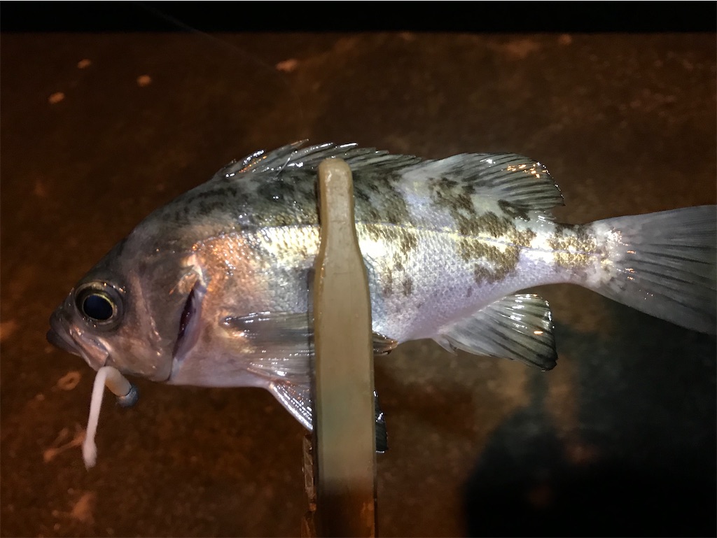 f:id:esojima3:20191212215335j:image
