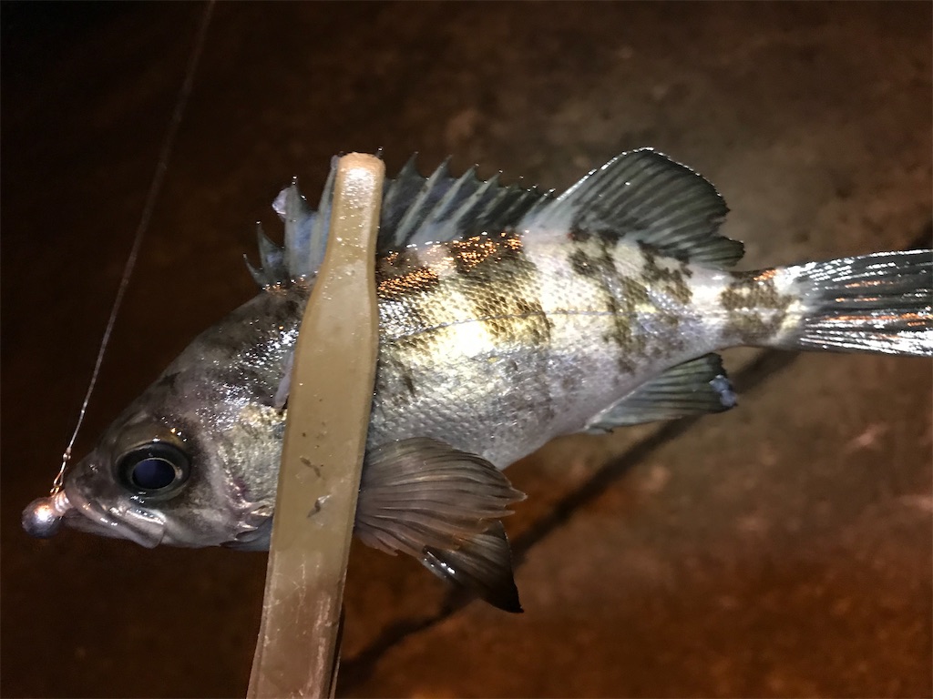 f:id:esojima3:20191212220343j:image
