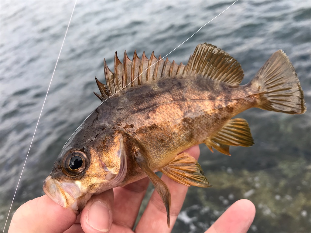 f:id:esojima3:20191214180652j:image