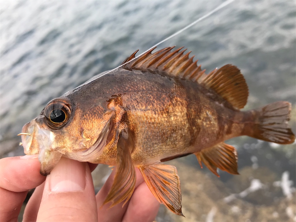 f:id:esojima3:20191214180724j:image