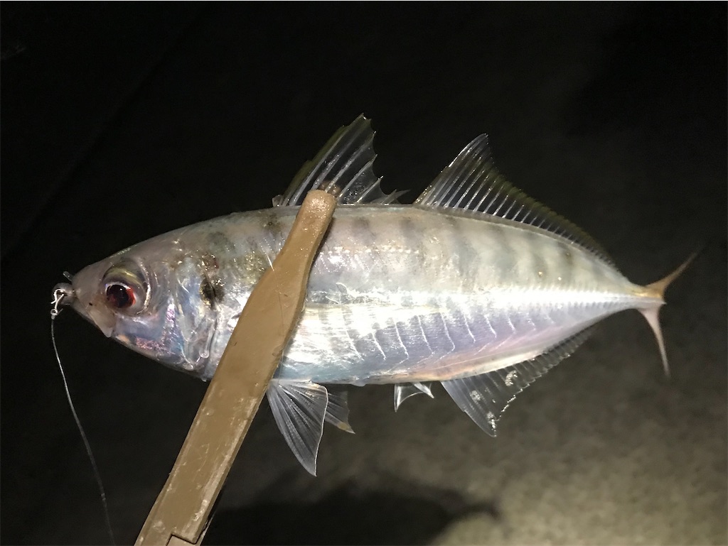 f:id:esojima3:20191219230135j:image f:id:esojima3:20191219230135j:image