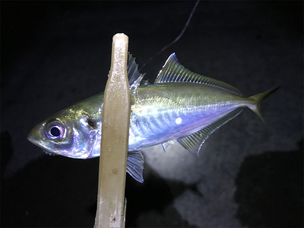 f:id:esojima3:20191224231857j:image f:id:esojima3:20191224231857j:image