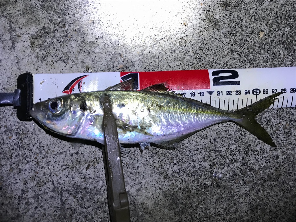 f:id:esojima3:20191224234439j:image f:id:esojima3:20191224234439j:image