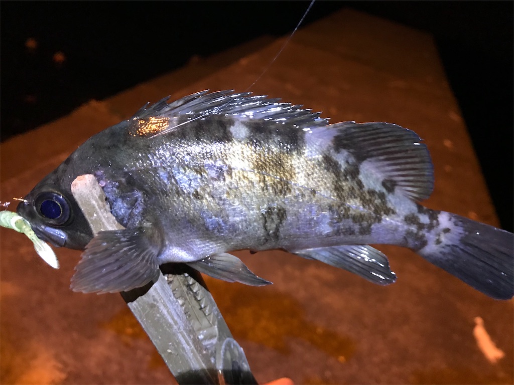 f:id:esojima3:20191228115221j:image