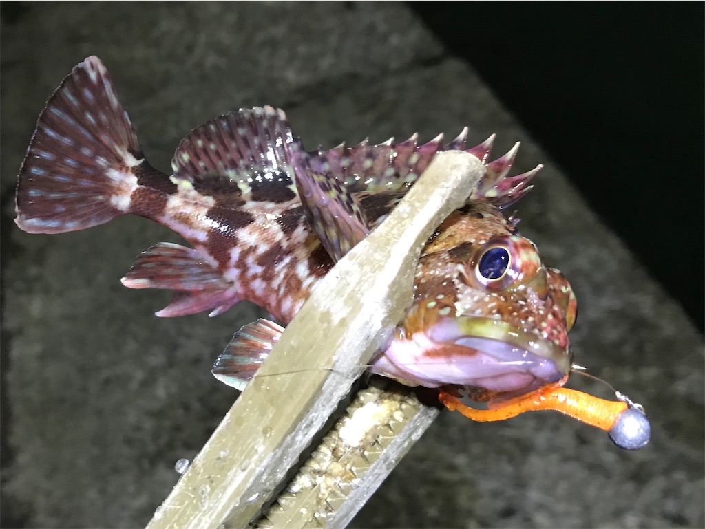 f:id:esojima3:20191228115603j:image