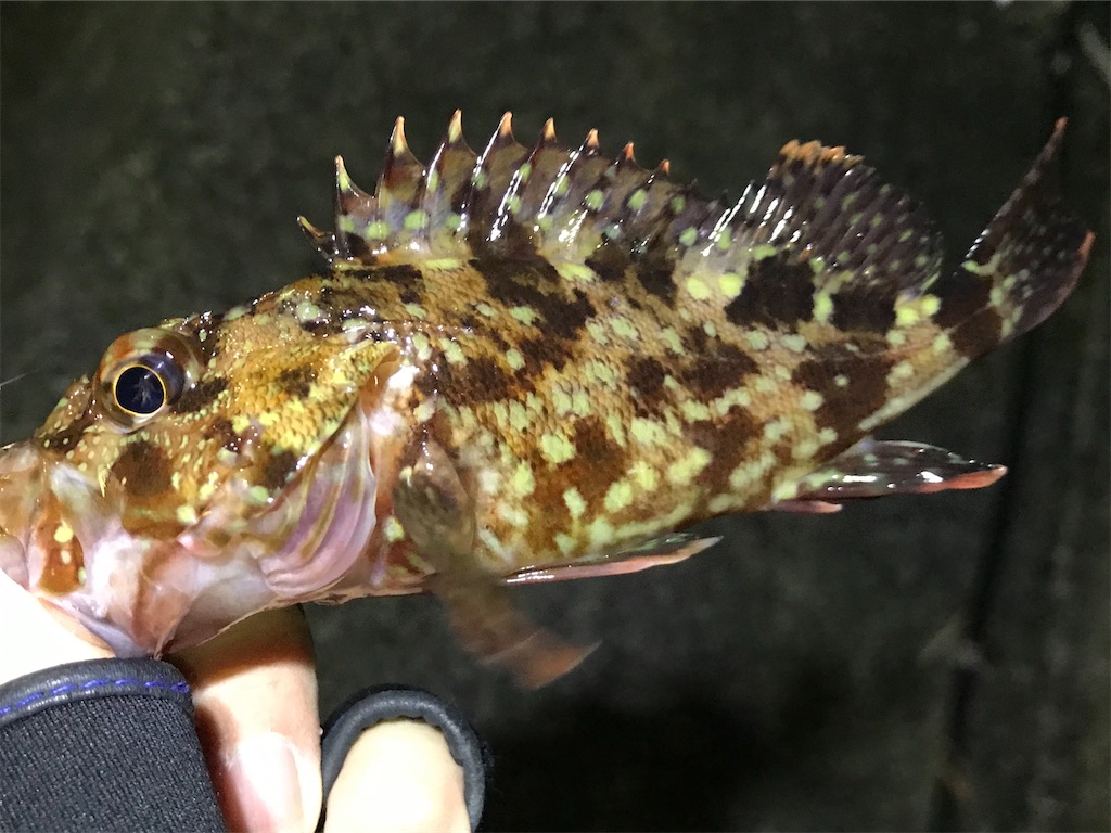 f:id:esojima3:20191228115606j:image
