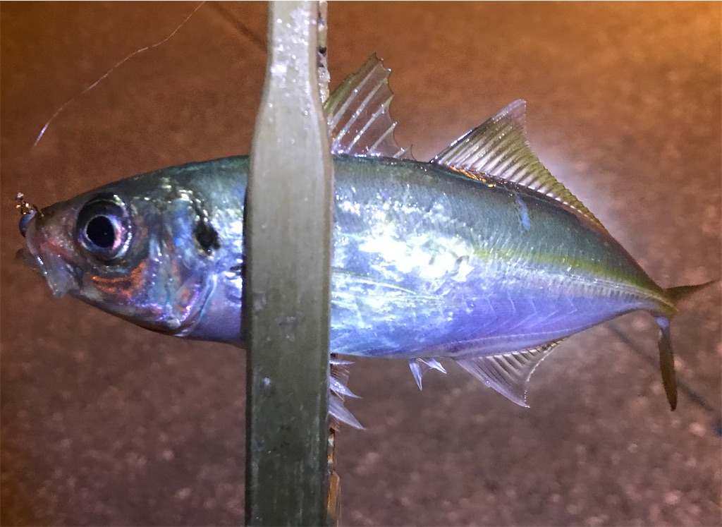 f:id:esojima3:20191229132815j:image