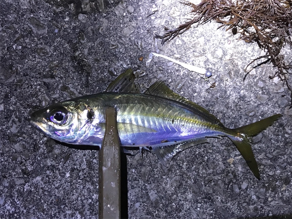 f:id:esojima3:20191229134332j:image