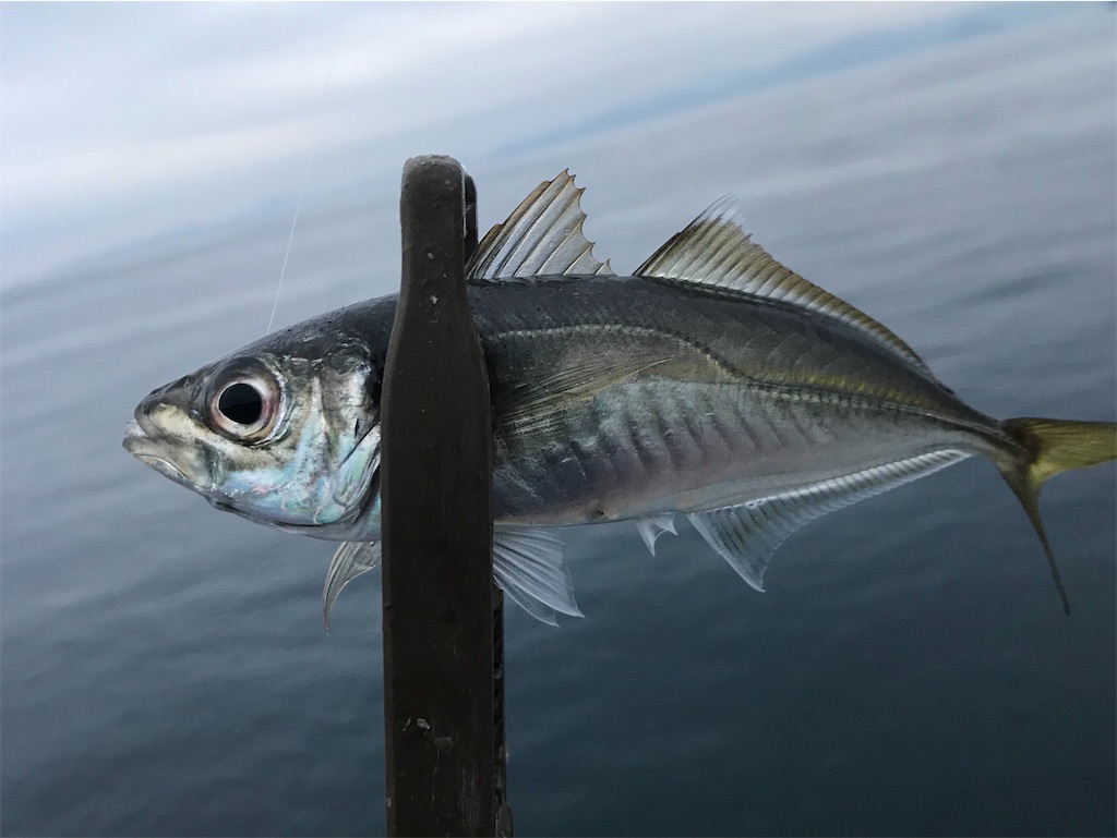 f:id:esojima3:20191230122024j:image