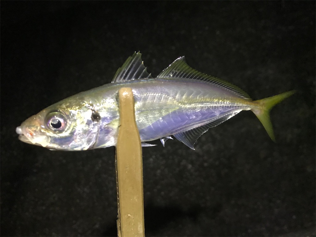 f:id:esojima3:20191230124852j:image