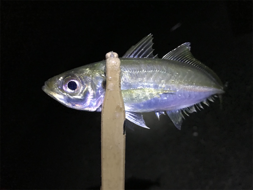f:id:esojima3:20191231014754j:image